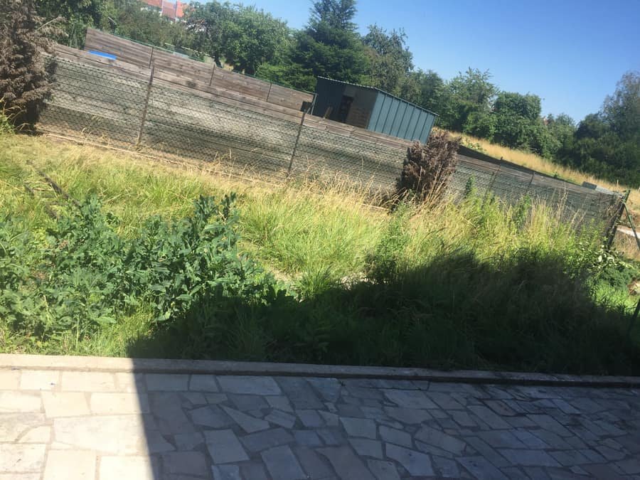 Terrain en friche envahi d'herbes hautes avant intervention