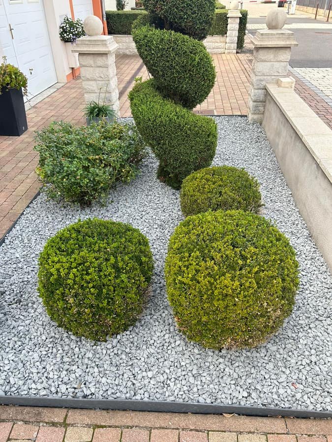 Entree de maison amenagee avec buis tailles en boule et topiaire en spirale sur lit de gravier