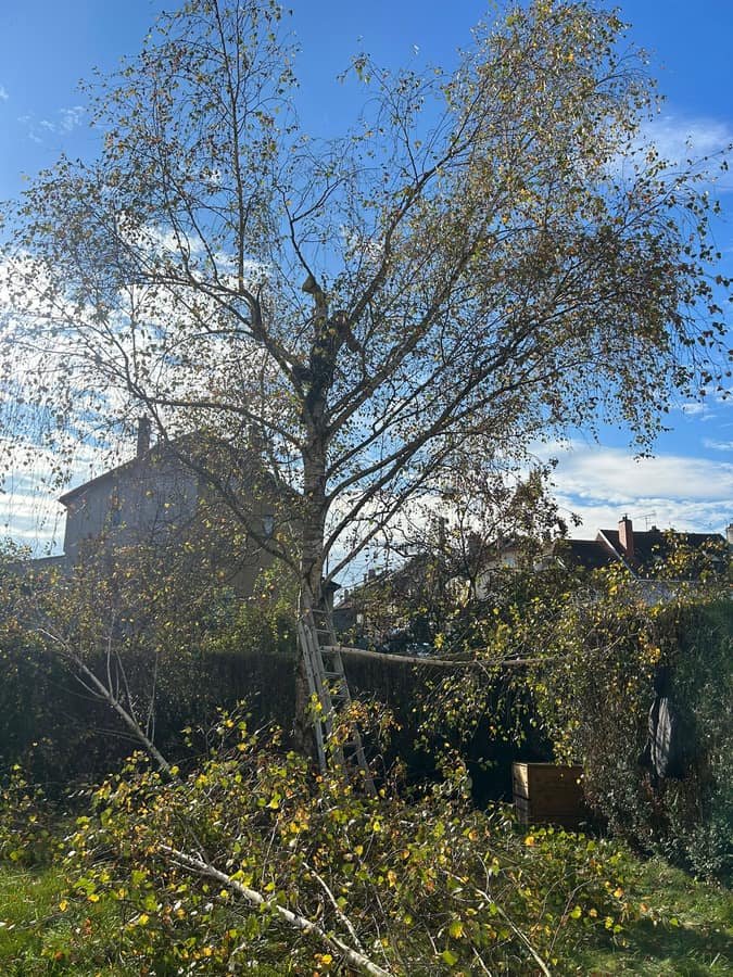 Elagage d'un bouleau en zone pavillonnaire, branches coupees au sol